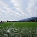 遍野的稻田