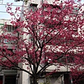 2014_0203CY.JPG