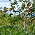 2014_0820BU.JPG