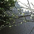 DSC_6189.JPG