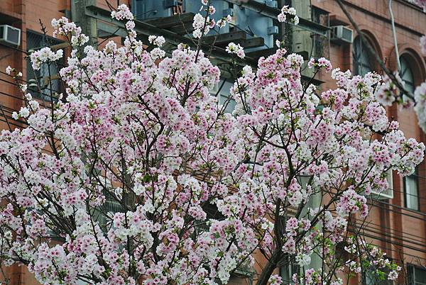 2016_0404BI.JPG 2016_0404BI.JPG