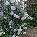 20180522_080.jpg