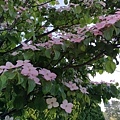 20180522_085.jpg