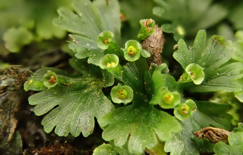 file-5626-20200326211913 (1).jpeg file-5626-20200326211913 (1).jpeg