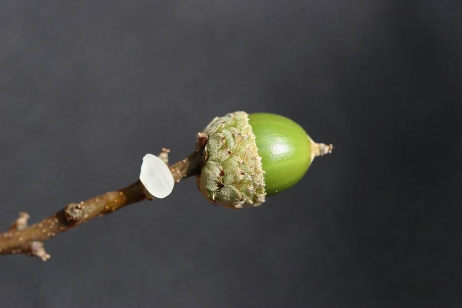 烏來柯-實39.jpg 烏來柯-實39.jpg