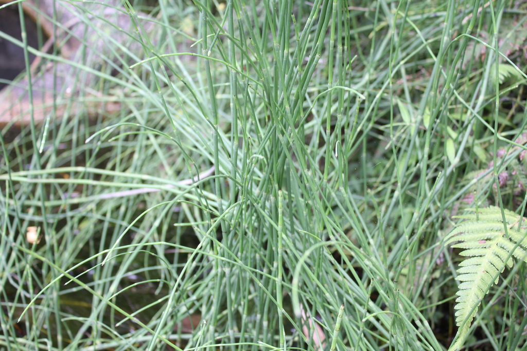 IMG_8973.JPG IMG_8973.JPG