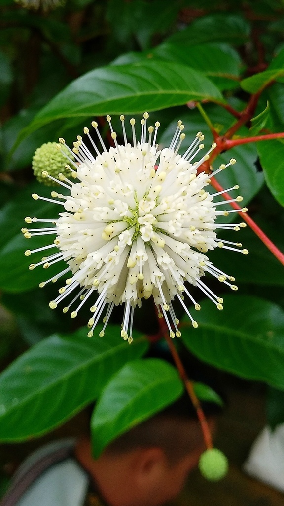 風箱樹.jpg 風箱樹.jpg