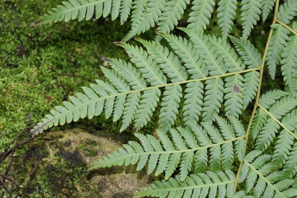 台灣桫欏-羽葉05.jpg 台灣桫欏-羽葉05.jpg