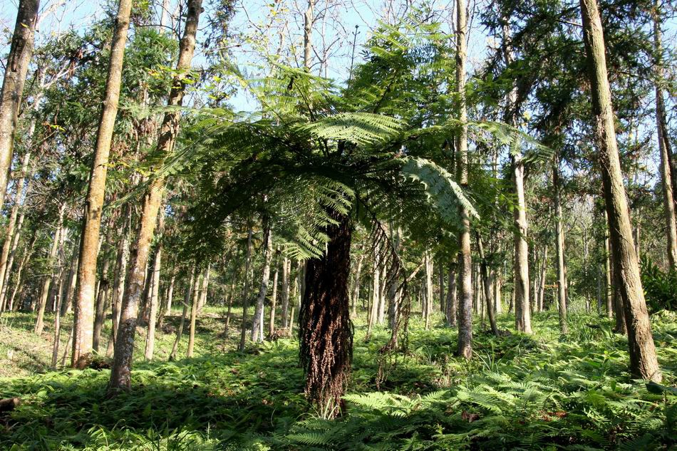 台灣桫欏13.jpg 台灣桫欏13.jpg