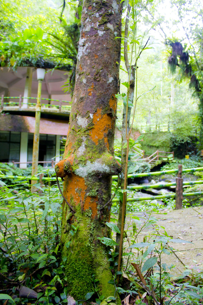 黃土樹02.jpg 黃土樹02.jpg