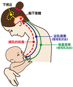 產後順利啟動泌乳機轉很重要 台南國際泌乳顧問 孫韻惠母乳哺育諮詢 痞客邦 產後順利啟動泌乳機轉很重要 台南國際泌乳顧問 孫韻惠母乳哺育諮詢 痞客邦