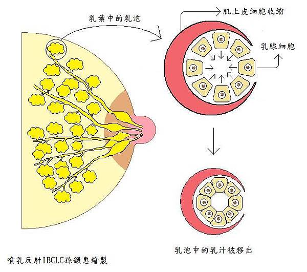 噴乳反射乳泡.jpg