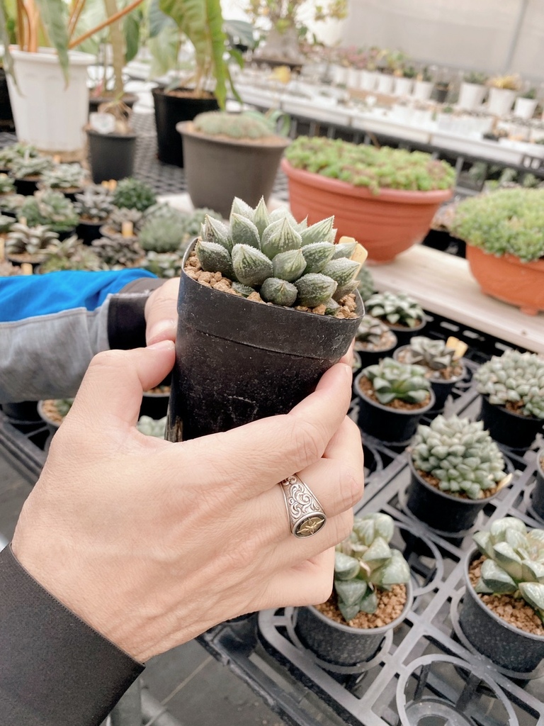 多肉種植專家SP Garden精品多肉 彰化景點多肉植物 (12).jpg