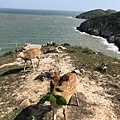 馬祖大坵島餵鹿-2.jpg