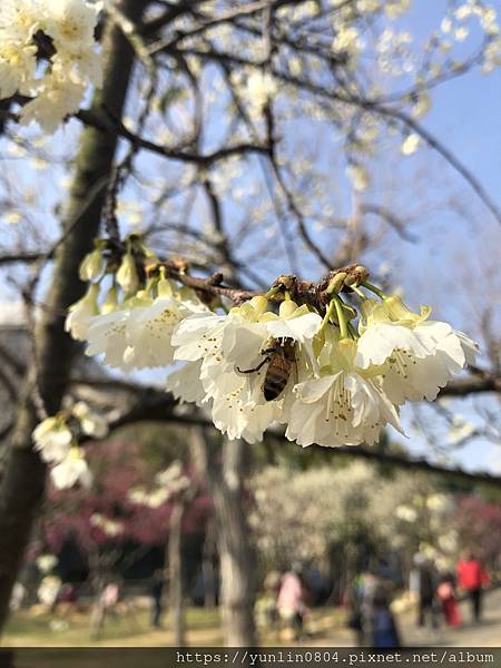 中科崴立櫻花公園-8.jpg