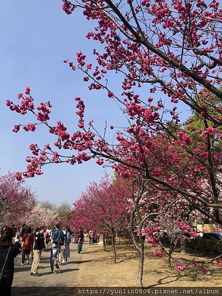 中科崴立櫻花公園-9.jpg