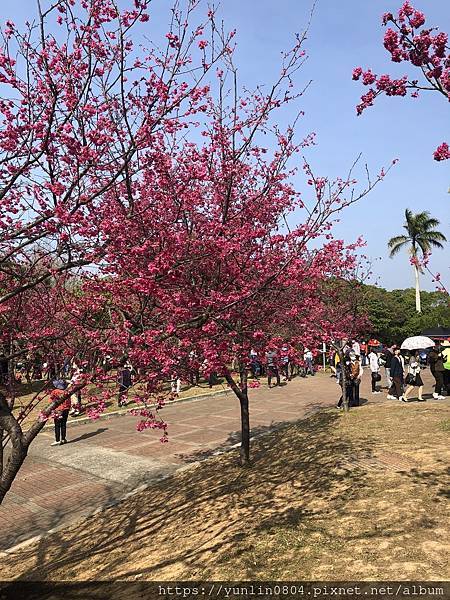 中科崴立櫻花公園-10.jpg