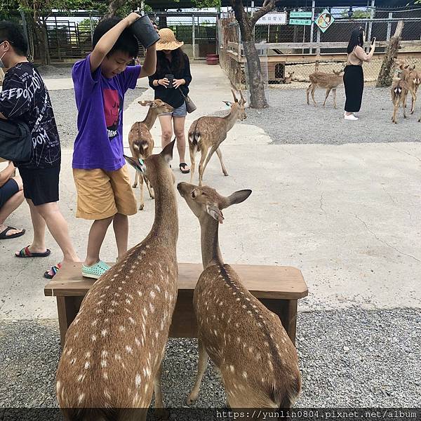 鹿境梅花鹿生態園區-3