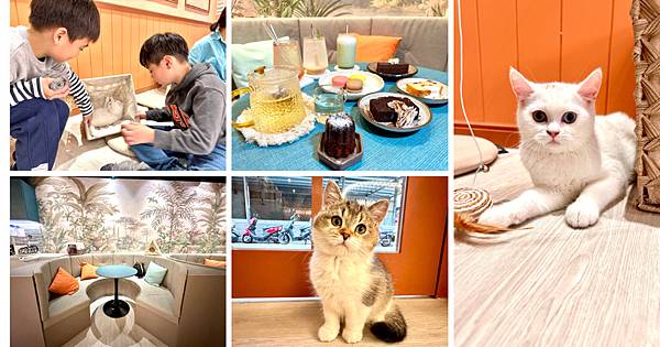 【擼らら Sweets 台北南西店】貓咪咖啡廳 擼貓 吸貓 