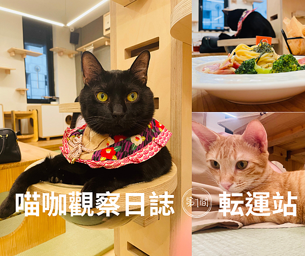 喵咖觀察日誌 第1間－転運站.png