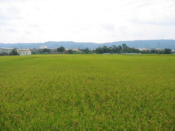 綠油油的稻田