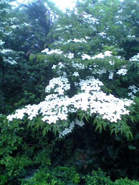 霧裡看花(真的不知道是什麼花)