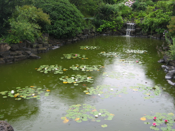 綠油油的水池