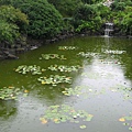 綠油油的水池