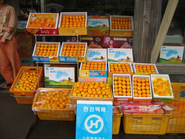 西歸浦的橘子(全濟州島最好吃的橘子產地)