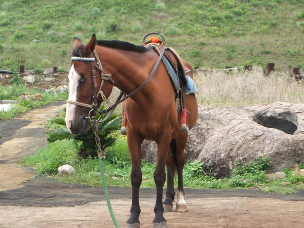 濟洲特產：「馬」(騎一次拍照很貴的，就這樣單拍就好)