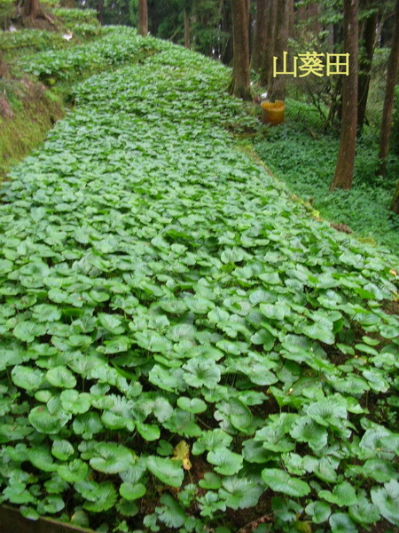 DSCN3513.JPG DSCN3513.JPG