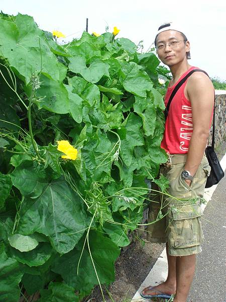 路邊的澎湖絲瓜