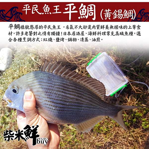 漁探子no 1出任務 恆心與毅力的養殖使命 澎湖 黃錫鯛 班頭 養殖 吳秉琳 漁探子之生活日常 痞客邦