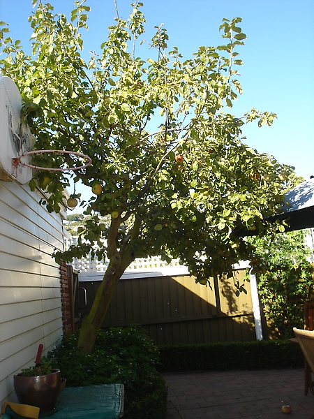 Apple tree