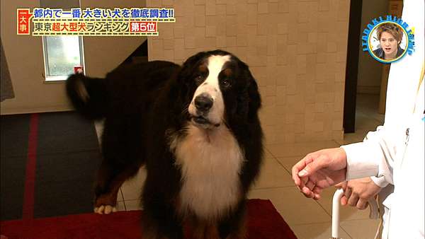 いただきハイジャンプ大型犬企劃 無限溺愛知念侑李 痞客邦