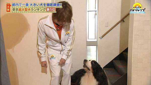 いただきハイジャンプ大型犬企劃 無限溺愛知念侑李 痞客邦 いただきハイジャンプ大型犬企劃 無限溺愛知念侑李 痞客邦