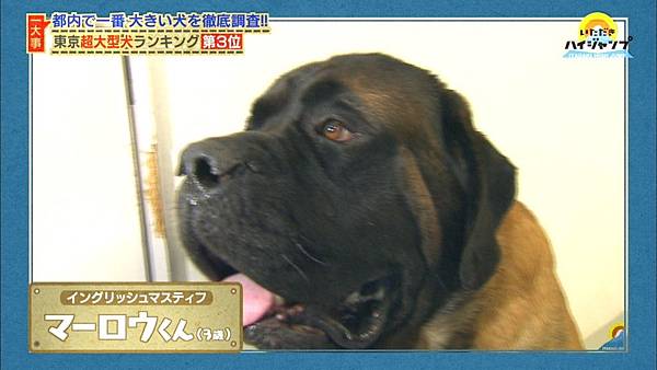 いただきハイジャンプ大型犬企劃 無限溺愛知念侑李 痞客邦 いただきハイジャンプ大型犬企劃 無限溺愛知念侑李 痞客邦