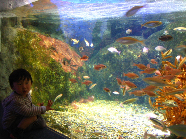 新江之島水族館