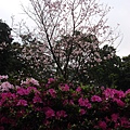 DSC01032_调整大小.JPG