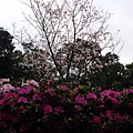 DSC01033_调整大小.JPG