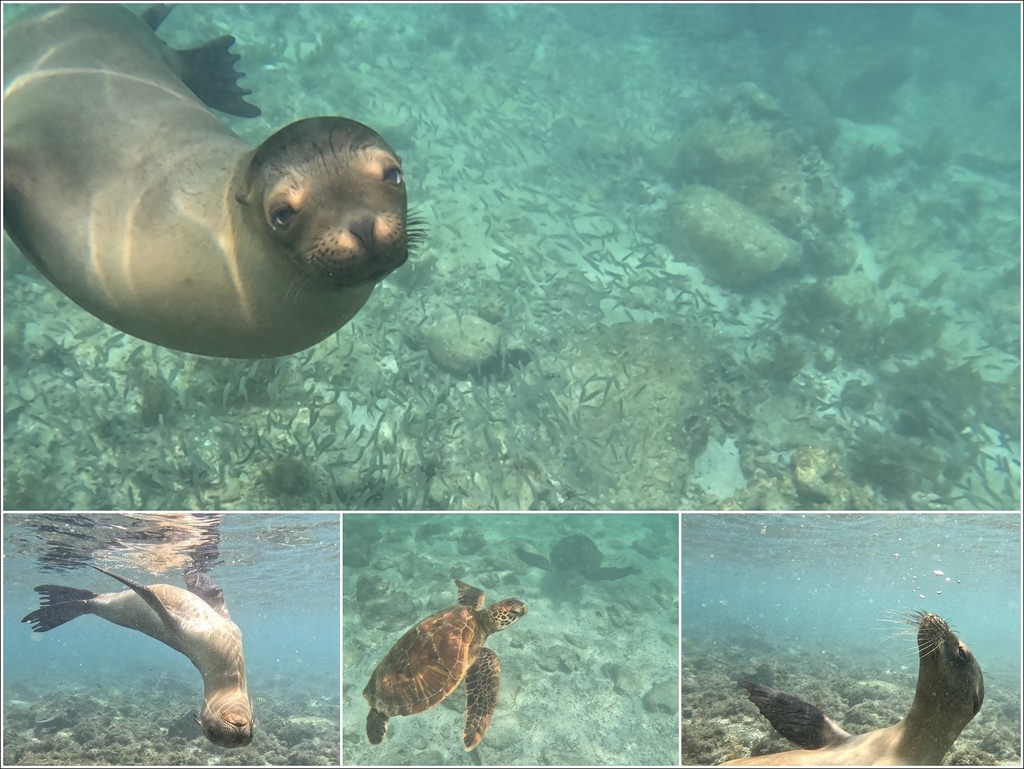 加拉巴哥群島Galapagos Islands -  San