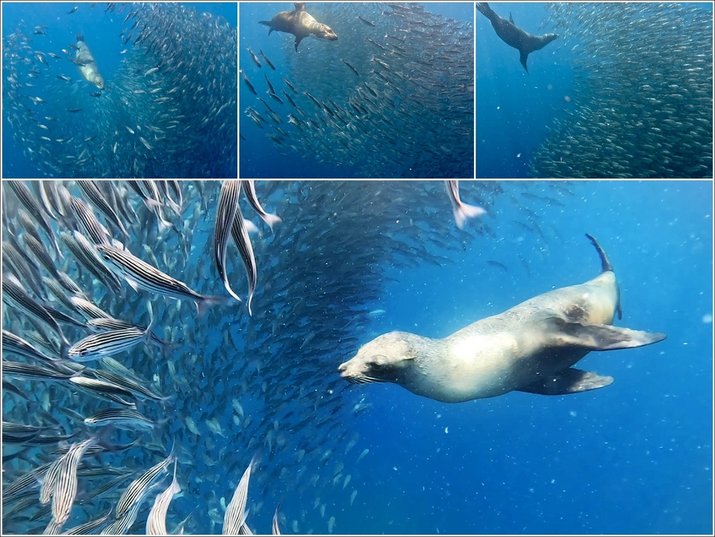 加拉巴哥群島Galapagos Islands -  San