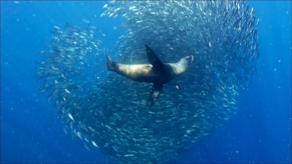 加拉巴哥群島Galapagos Islands -  San