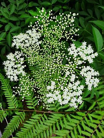 大帥的故事 大帥的故事