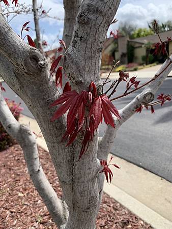 當繁花落褪去...