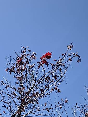 當繁花落褪去...