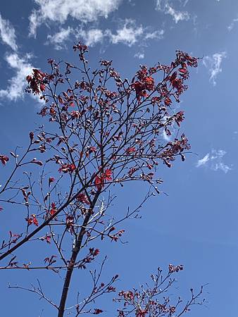 當繁花落褪去...