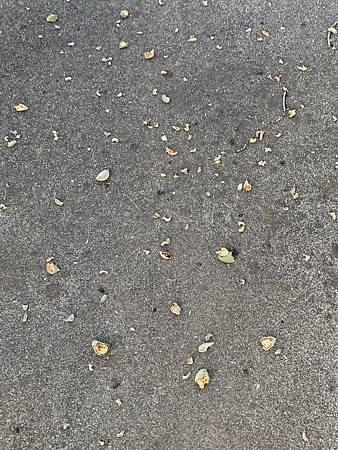 當繁花落褪去...