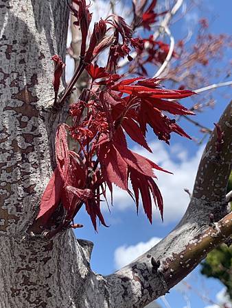 當繁花落褪去...