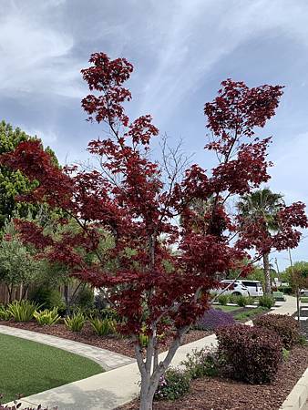 當繁花落褪去...